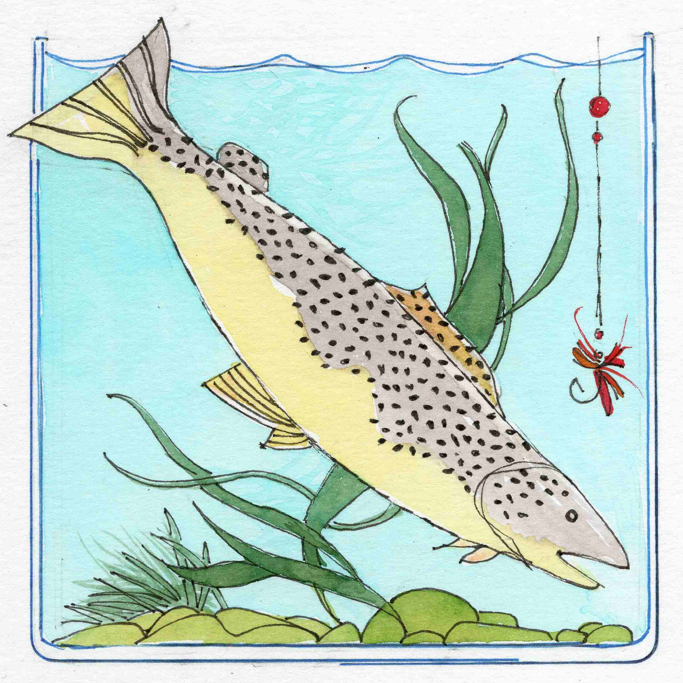 A young sea trout, named for the colour of its pectoral fin.