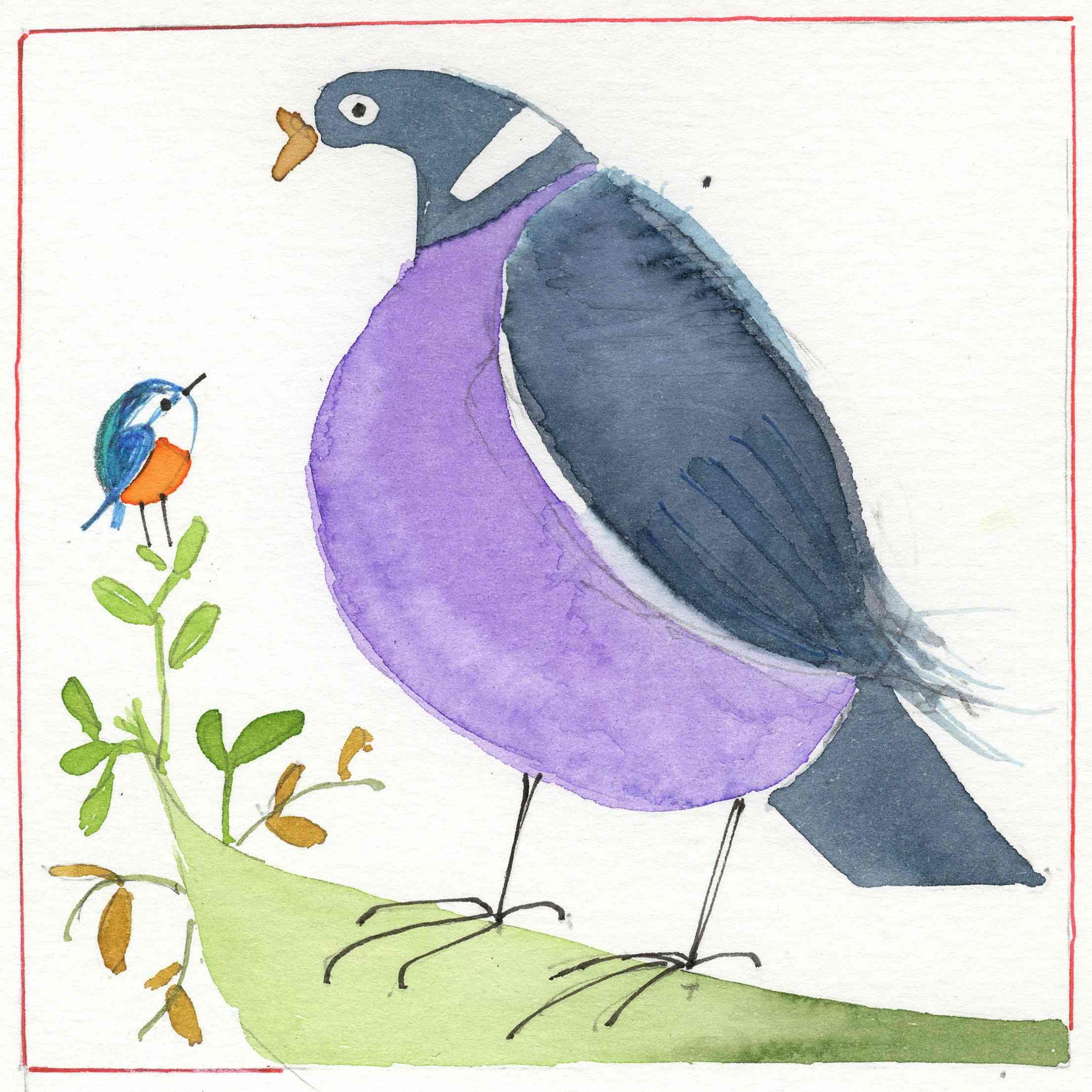 The ring-dove or wood-pigeon.
