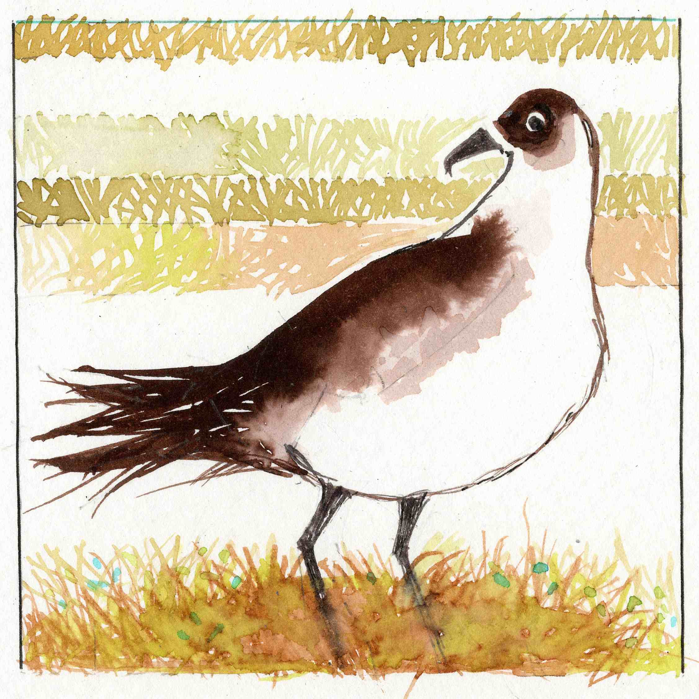 The Arctic Skua.