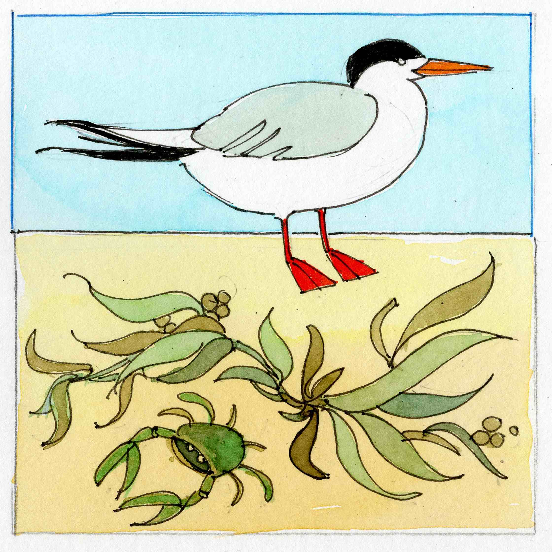 The Common or Arctic tern.